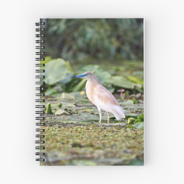 Item preview, Squacco heron (Ardeola ralloides) designed and sold by Andreas Koerner.
