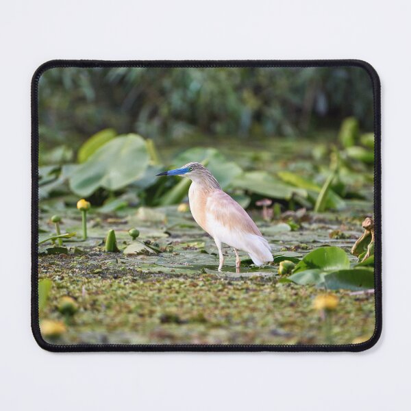 Item preview, Squacco heron (Ardeola ralloides) designed and sold by Andreas Koerner.