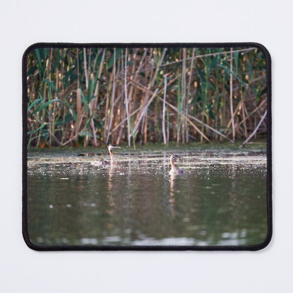 Item preview, Red-necked grebe (Podiceps grisegena) designed and sold by Andreas Koerner.