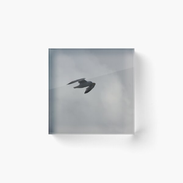 Item preview, Seagull designed and sold by Marije Kouyzer.