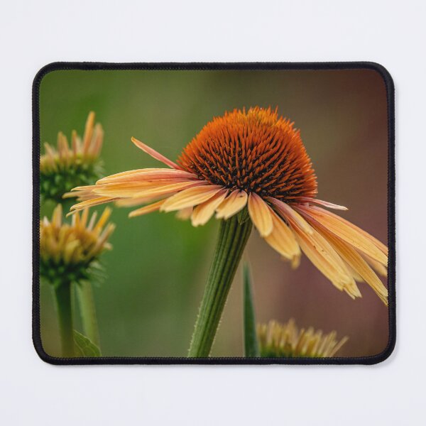 Item preview, Echinacea designed and sold by Michael Cummings.