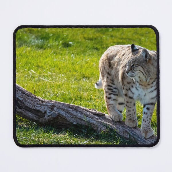Item preview, Bobcat designed and sold by Imbeccable Images.