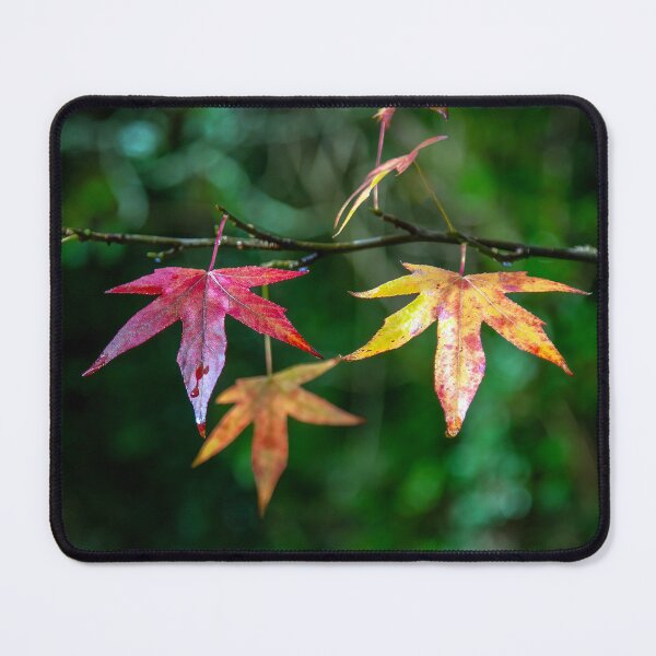 Item preview, Acer leaves in Autumn designed and sold by Leighton Collins.