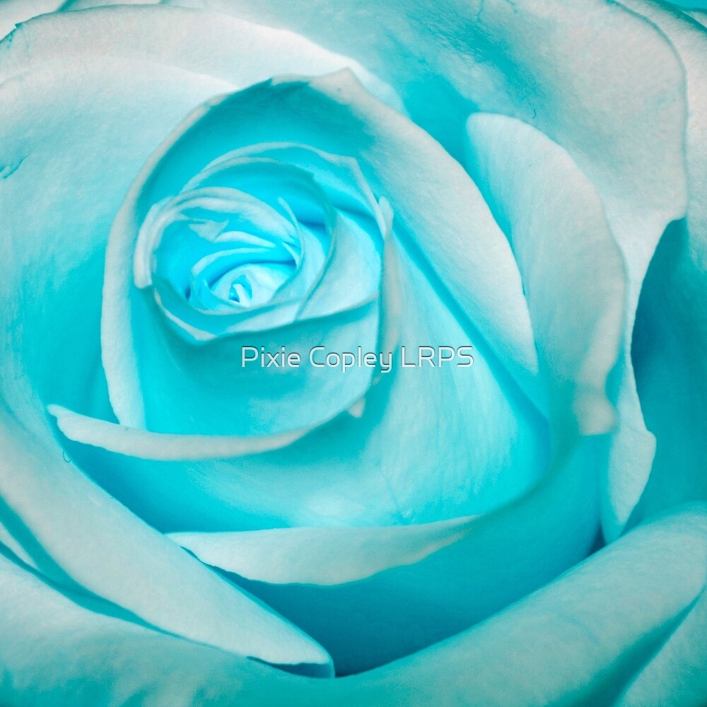 "Ice Blue Rose" by Pixie Copley LRPS | Redbubble