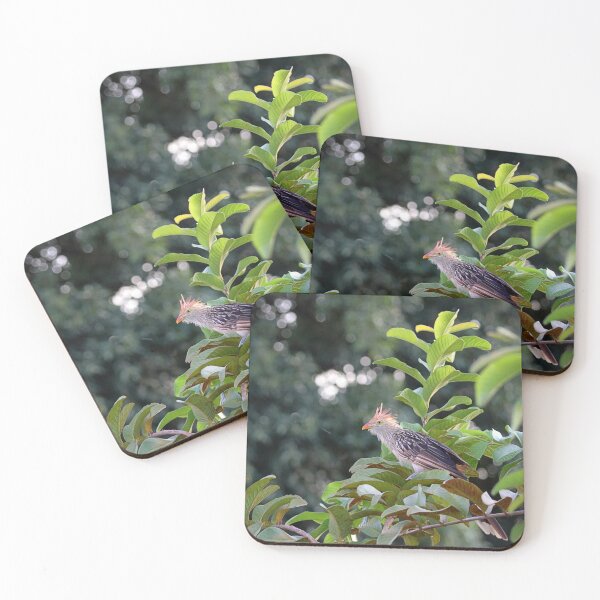 Item preview, Guira cuckoo designed and sold by Proud & Pretty Wildlife Photography.