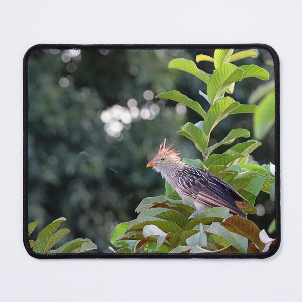 Item preview, Guira cuckoo designed and sold by Proud & Pretty Wildlife Photography.