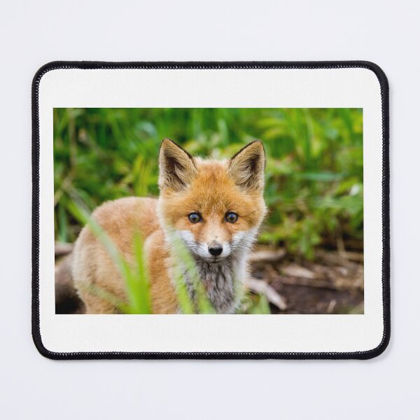 Item preview, Curious Eyes: Young Fox in the Wild designed and sold by iks3200.