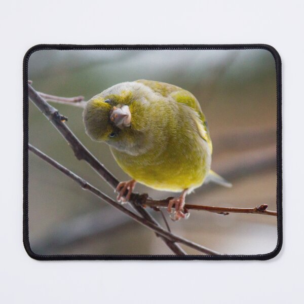 Item preview, Tilted Curiosity: Greenfinch on a Branch designed and sold by iks3200.