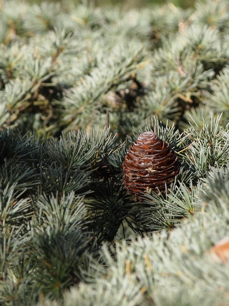 In the woods - Fir Tree by douglasewelch