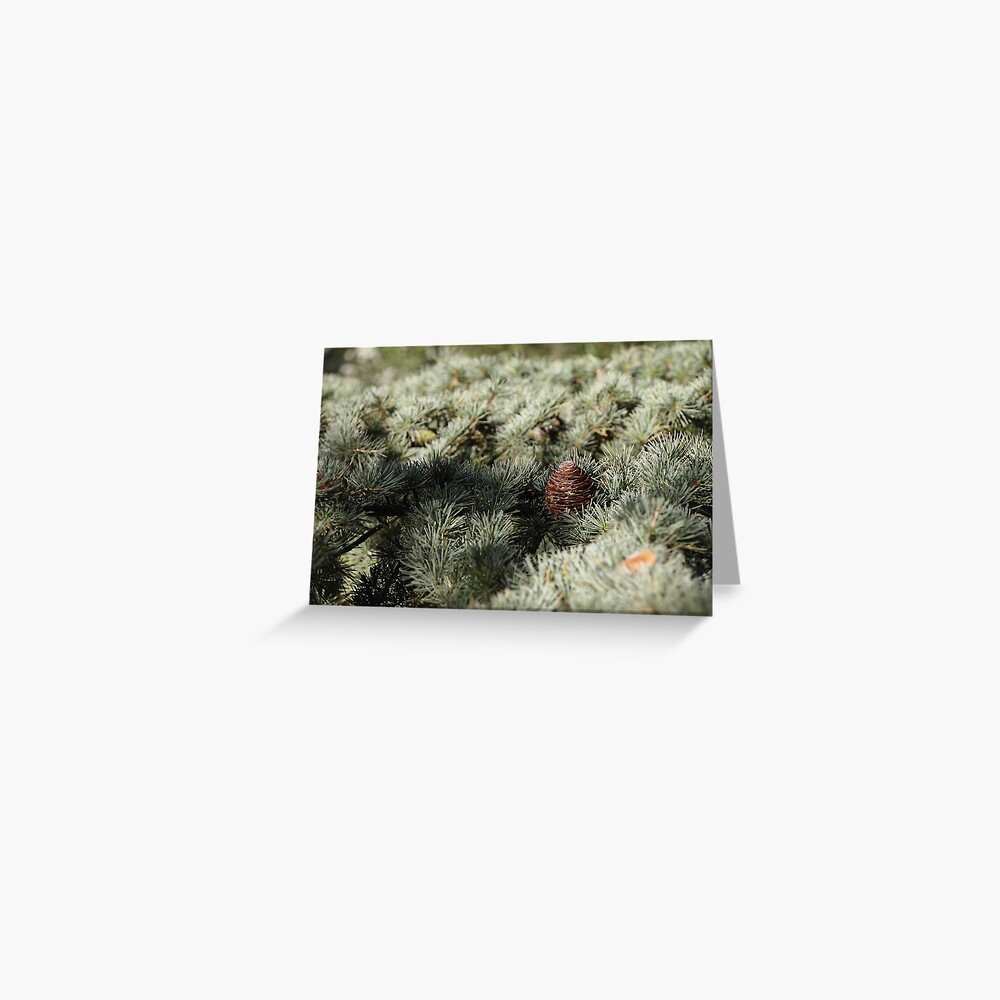 In the woods - Fir Tree Greeting Card
