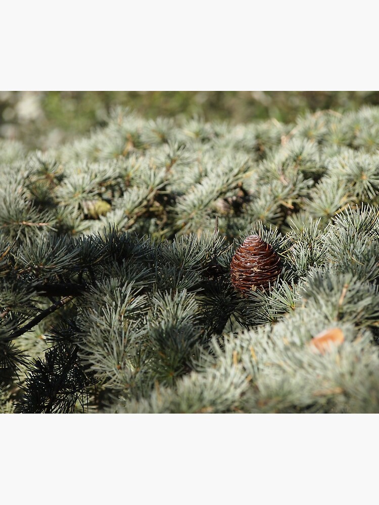 In the woods - Fir Tree by douglasewelch