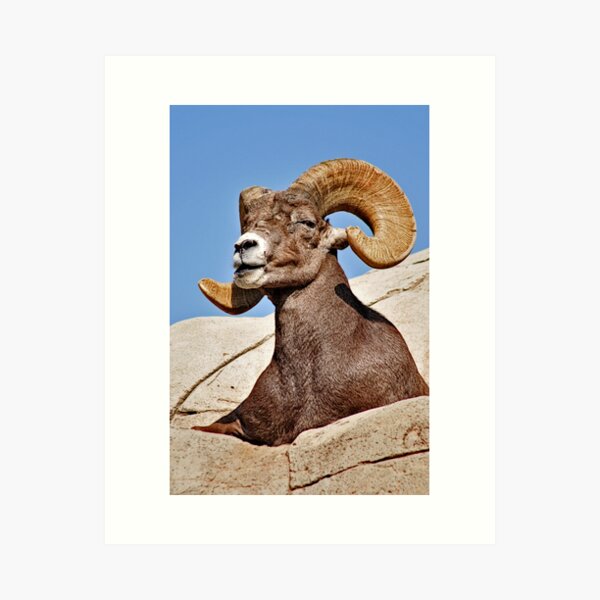 Item preview, Majestic Ram designed and sold by MaluC.