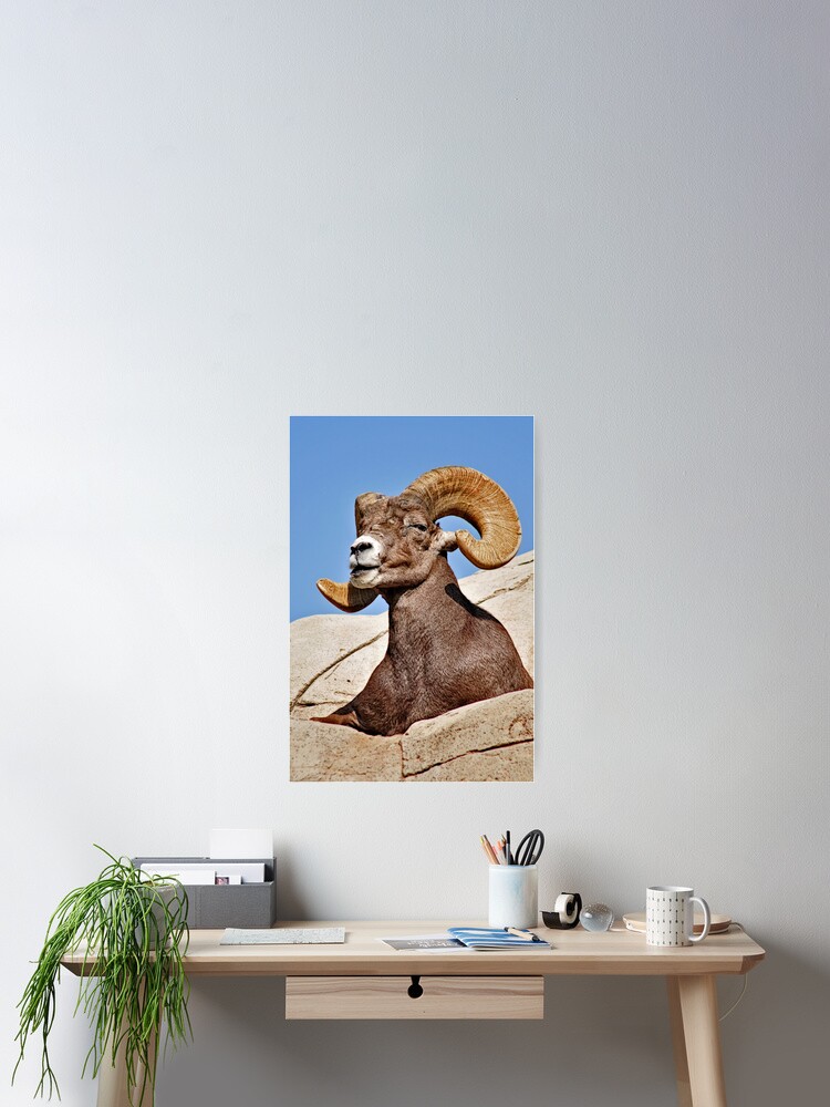 Thumbnail 2 of 3, Poster, Majestic Ram designed and sold by MaluC.