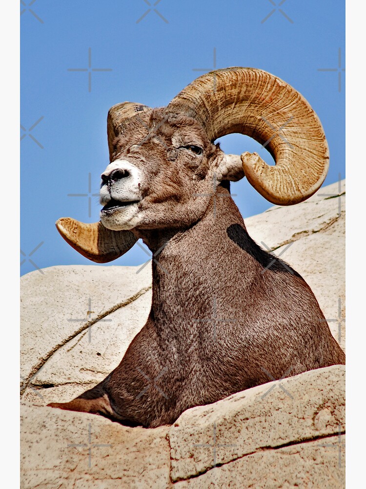 Thumbnail 3 of 3, Poster, Majestic Ram designed and sold by MaluC.