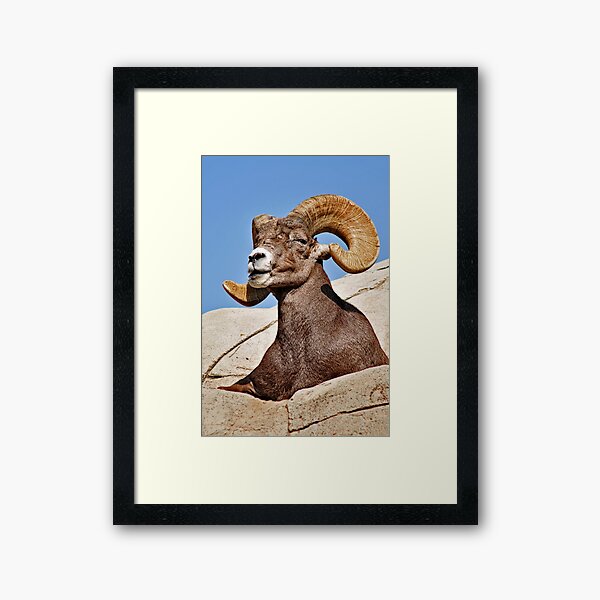 Item preview, Majestic Ram designed and sold by MaluC.