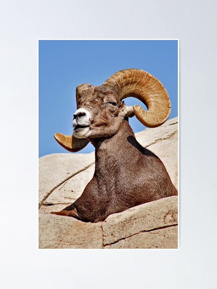 Thumbnail 1 of 3, Poster, Majestic Ram designed and sold by MaluC.