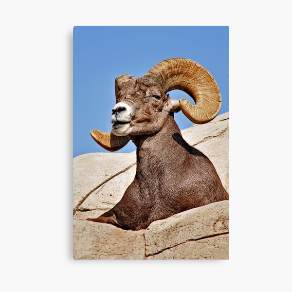 Item preview, Majestic Ram designed and sold by MaluC.