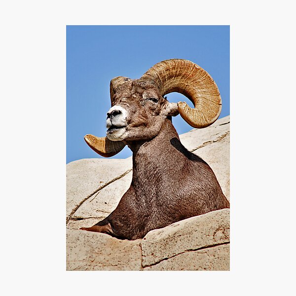 Item preview, Majestic Ram designed and sold by MaluC.