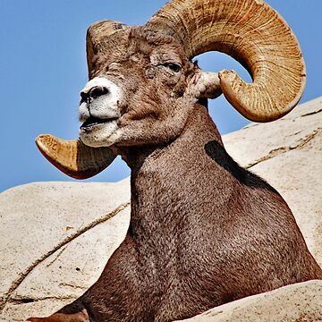 Artwork thumbnail, Majestic Ram by MaluC
