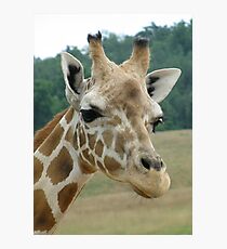 Giraffe Photographic Print