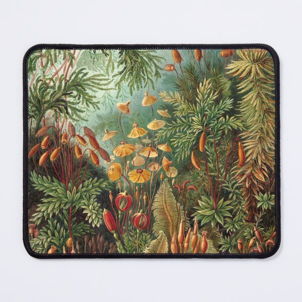 Item preview, Muscinae (Mosses) - Ernst Haeckel - Vintage Natural History Art designed and sold by rapplatt.