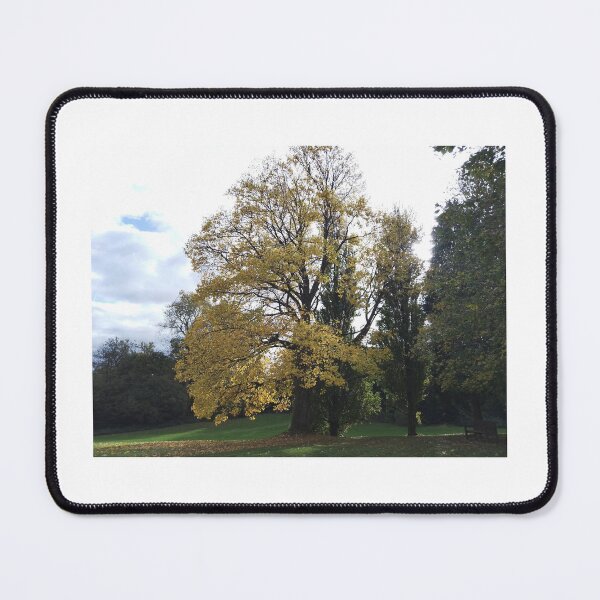 Item preview, Golden Glory – Sunlit Tree in Autumn Park designed and sold by Happy-Images.
