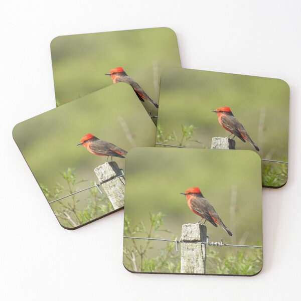 Item preview, Rubinche (Pyrocephalus rubinus) | Wild bird photography in Uruguay designed and sold by Eugeniia25.