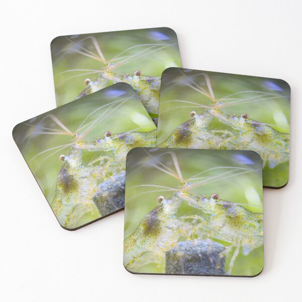 Item preview, Mojito Neocaridina Freshwater Shrimp designed and sold by Cassandra Tiensivu.
