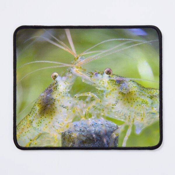 Item preview, Mojito Neocaridina Freshwater Shrimp designed and sold by Cassandra Tiensivu.