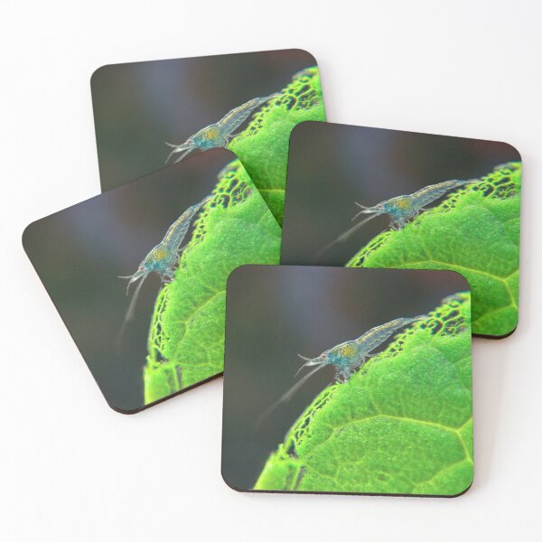 Item preview, Baby Neocaridina Freshwater Shrimp Eating Fresh Spinach designed and sold by Cassandra Tiensivu.