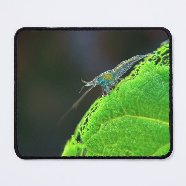 Item preview, Baby Neocaridina Freshwater Shrimp Eating Fresh Spinach designed and sold by Cassandra Tiensivu.