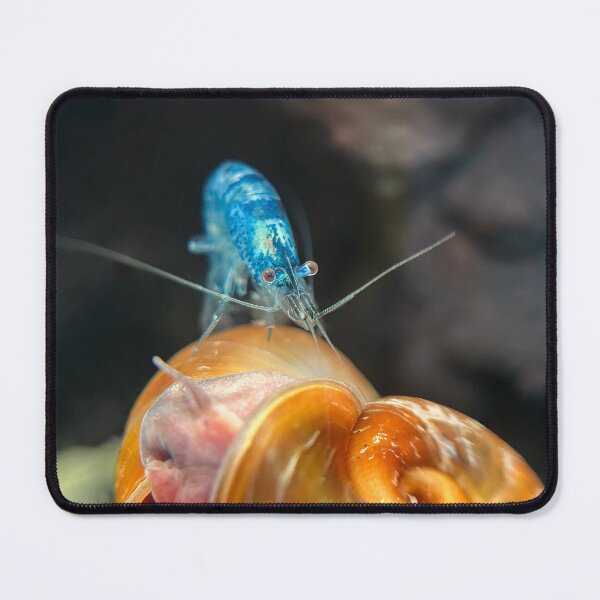Item preview, Adult Neocaridina Freshwater Shrimp Being Silly for the Camera designed and sold by Cassandra Tiensivu.