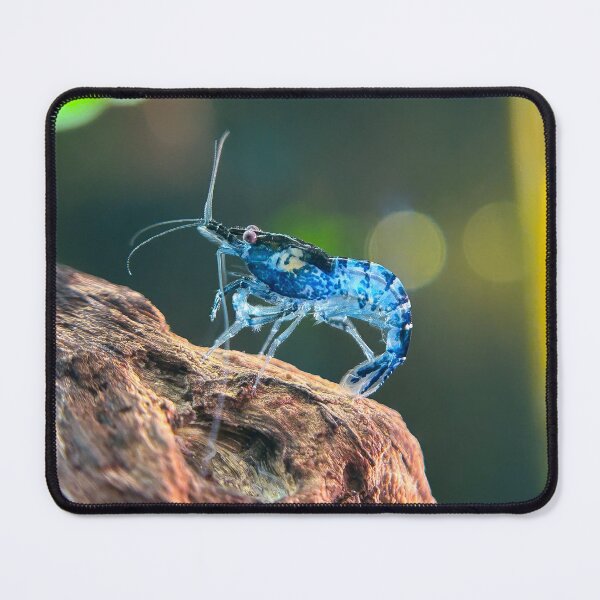 Item preview, Neocaridina Freshwater Shrimp designed and sold by Cassandra Tiensivu.