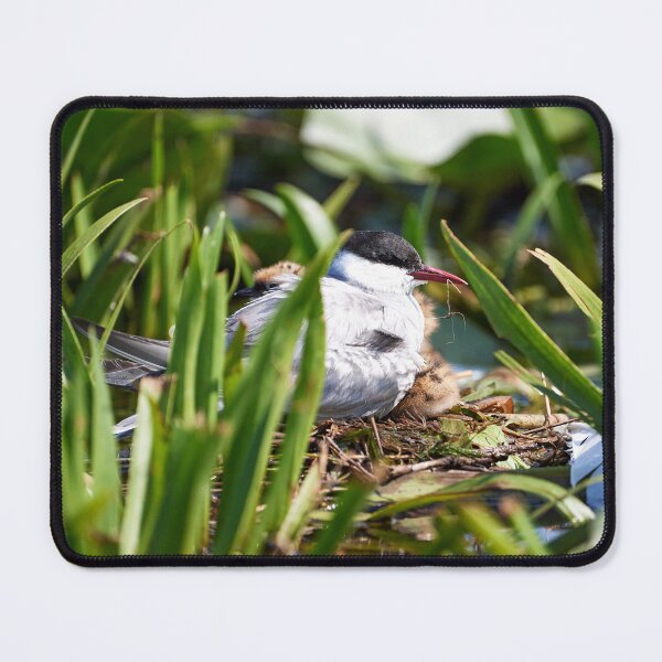 Item preview, Whiskered Tern (Chlidonias hybrida) designed and sold by Andreas Koerner.