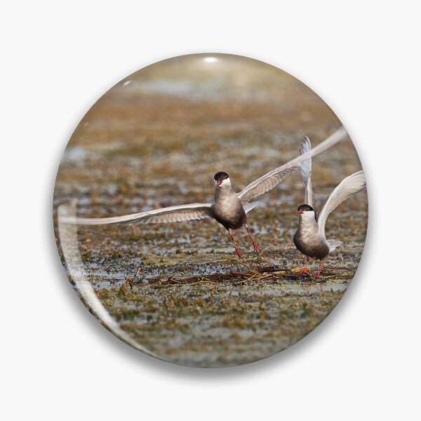 Item preview, Whiskered Tern (Chlidonias hybrida) - Take Off designed and sold by Andreas Koerner.