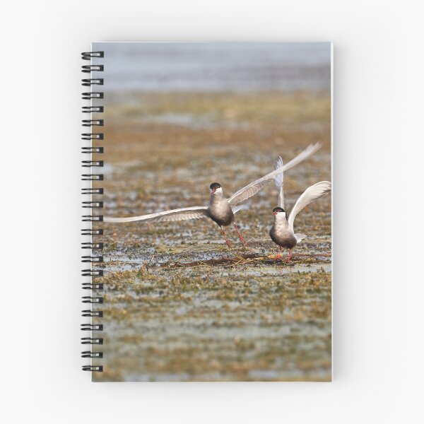 Item preview, Whiskered Tern (Chlidonias hybrida) - Take Off designed and sold by Andreas Koerner.