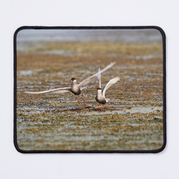 Item preview, Whiskered Tern (Chlidonias hybrida) - Take Off designed and sold by Andreas Koerner.