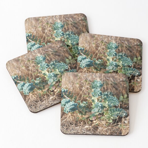 Item preview, Roller Spurge (Euphorbia myrsinites) designed and sold by Andreas Koerner.