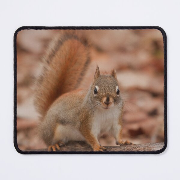 Item preview, A curious little squirrel designed and sold by Production Art Manon Meilleur.
