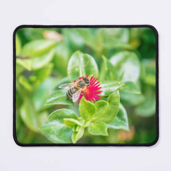 Item preview, Honey Bee on Vibrant Magenta Succulent Flower - Lush Garden Macro designed and sold by MDB_Shop.