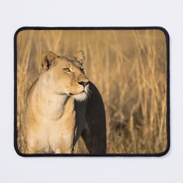 Item preview, Quiet Fire in the Grass — Lioness of Moremi, Botswana designed and sold by DavideAntoniani.