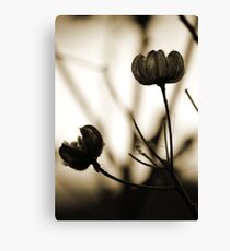 Seed Pods 1 Canvas Print