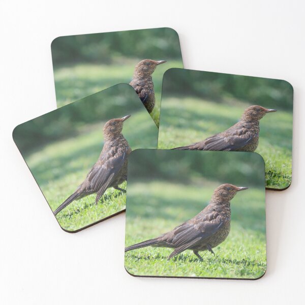 Item preview, Fledgling blackbird in the garden designed and sold by GreyFeatherPhot.