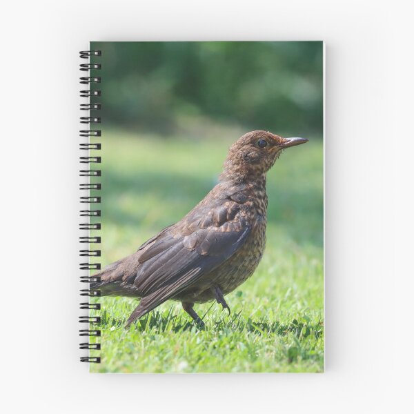 Item preview, Fledgling blackbird in the garden designed and sold by GreyFeatherPhot.