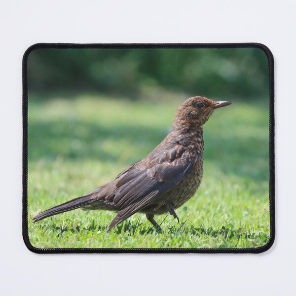 Item preview, Fledgling blackbird in the garden designed and sold by GreyFeatherPhot.