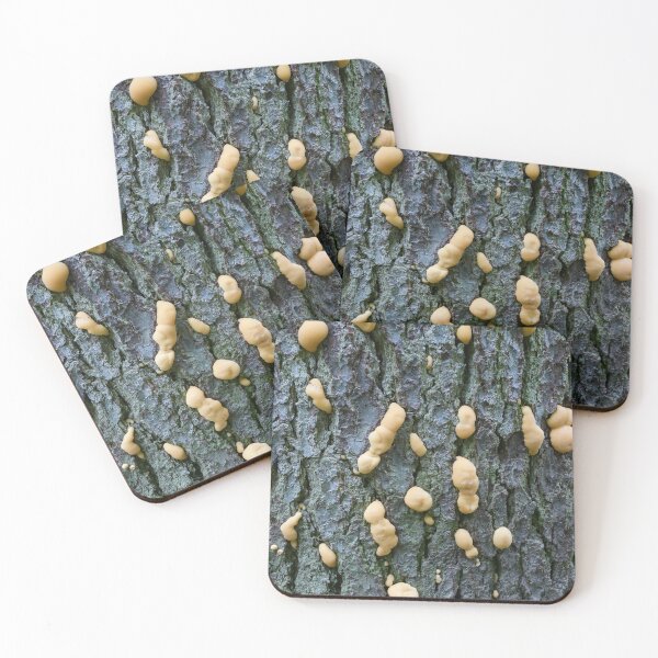 Item preview, Fungus. Kuusamo, Pieni karhunkierros 2025 designed and sold by Jouko Lehto Photography.