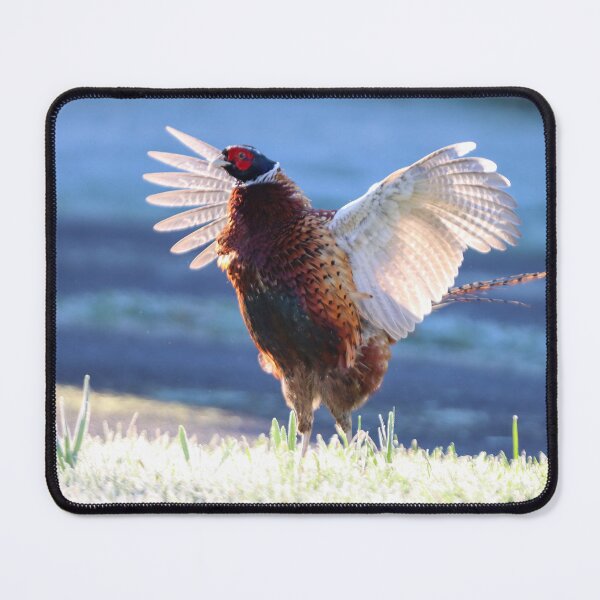 Item preview, Pheasant in a flap designed and sold by GreyFeatherPhot.