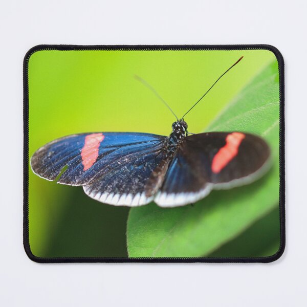 Item preview, Iridescent butterfly wing designed and sold by GreyFeatherPhot.