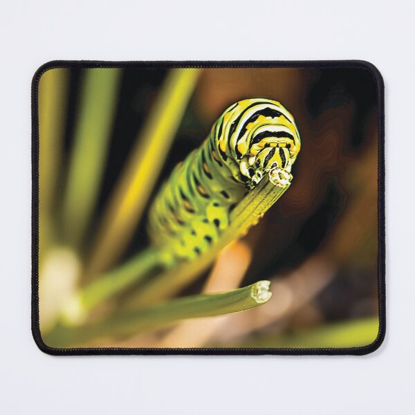 Item preview, Hungry Black Swallowtail Butterfly Caterpillar designed and sold by Kay Brewer.