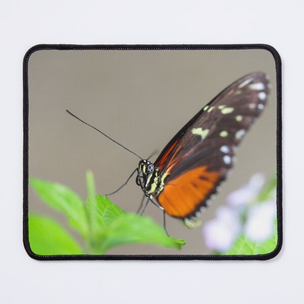 Item preview, Tiger longwing designed and sold by GreyFeatherPhot.